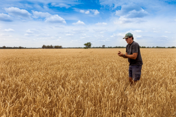 В Великобритании начали выращивание полезной ГМ-пшеницы